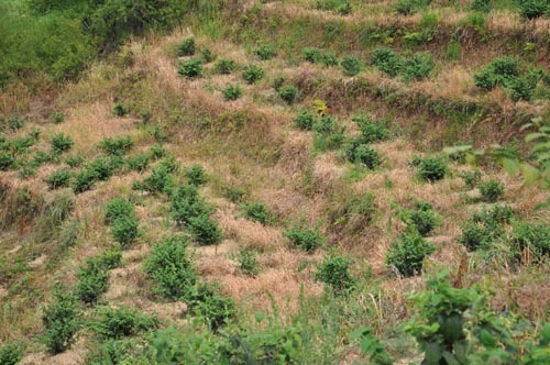 2010年渝蕾一号金银花多少钱一公斤-渝蕾一号