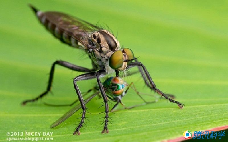 《昆虫记》中蜘蛛是怎么知道网上有猎物的-蜘