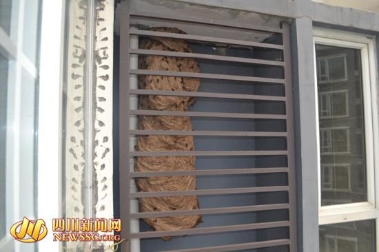 家住6楼,南窗屋檐下结马蜂窝,北窗屋檐下也在