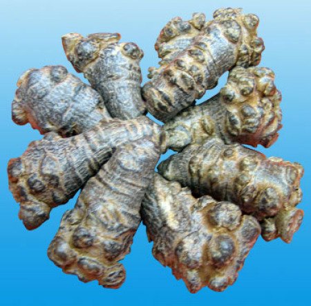 云南三七粉多少钱一斤-三七粉的价格 ~ 三七