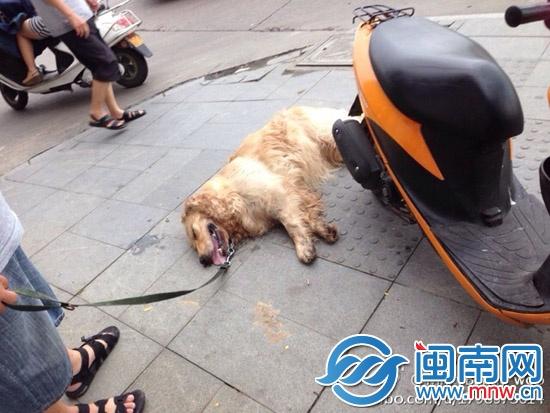 狗狗被摩托车撞到后。怎么办-我家的狗狗今天