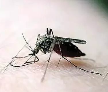 请问夏天蚊子多怎么办,如何彻底杀蚊-夏天怎样