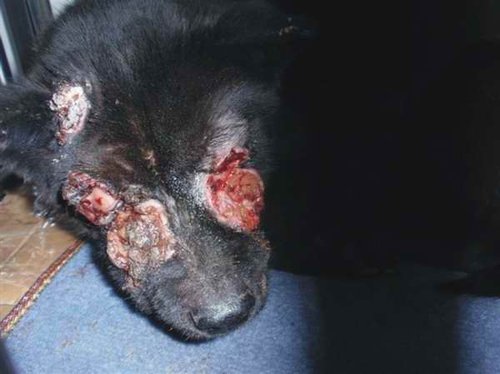 小狗关笼子一直叫喉咙会不会坏掉