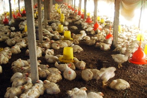 湖南湘西永顺县养鸡有前途吗?养什么鸡最适合