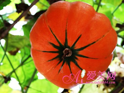 南瓜的卡路里高吗?-蒸南瓜(倭瓜)热量高吗? _感