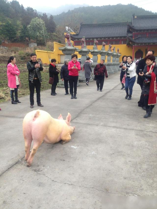 我的腿病着,每天拜佛的跪拜,好像有让脚更严重