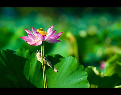 关于夏天.荷花.西湖的古诗各三首-写夏天、荷花