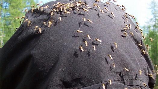 蚊子到底有几只脚,蚊子的寿命大概有多长?-蚊