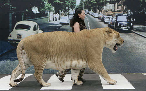 组图:生猛“狮虎兽”Hercules逛伦敦