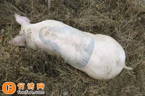 小猪也疯狂:纹身猪(图)