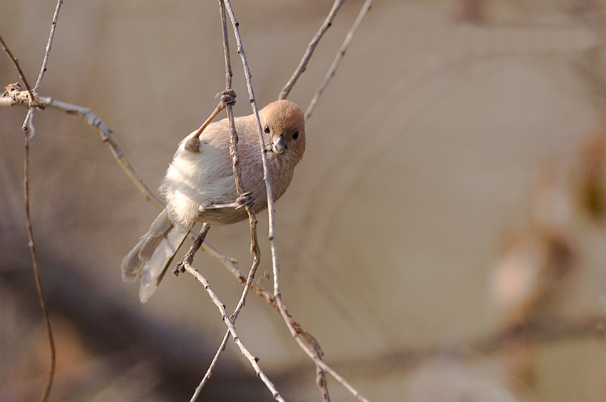 拍鸟摄影镜头选择 130658_1200x1000_0.jpg