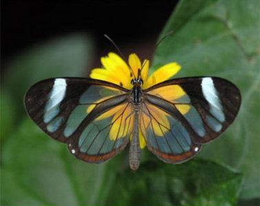 世界上12种最漂亮迷人的蝴蝶