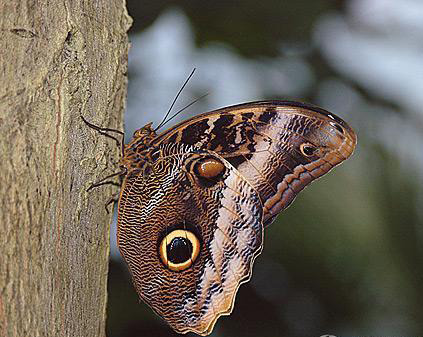 世界上12种最漂亮迷人的蝴蝶