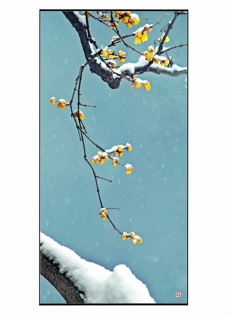 组图:梅花大展联谊会获奖照片_新闻_腾讯网