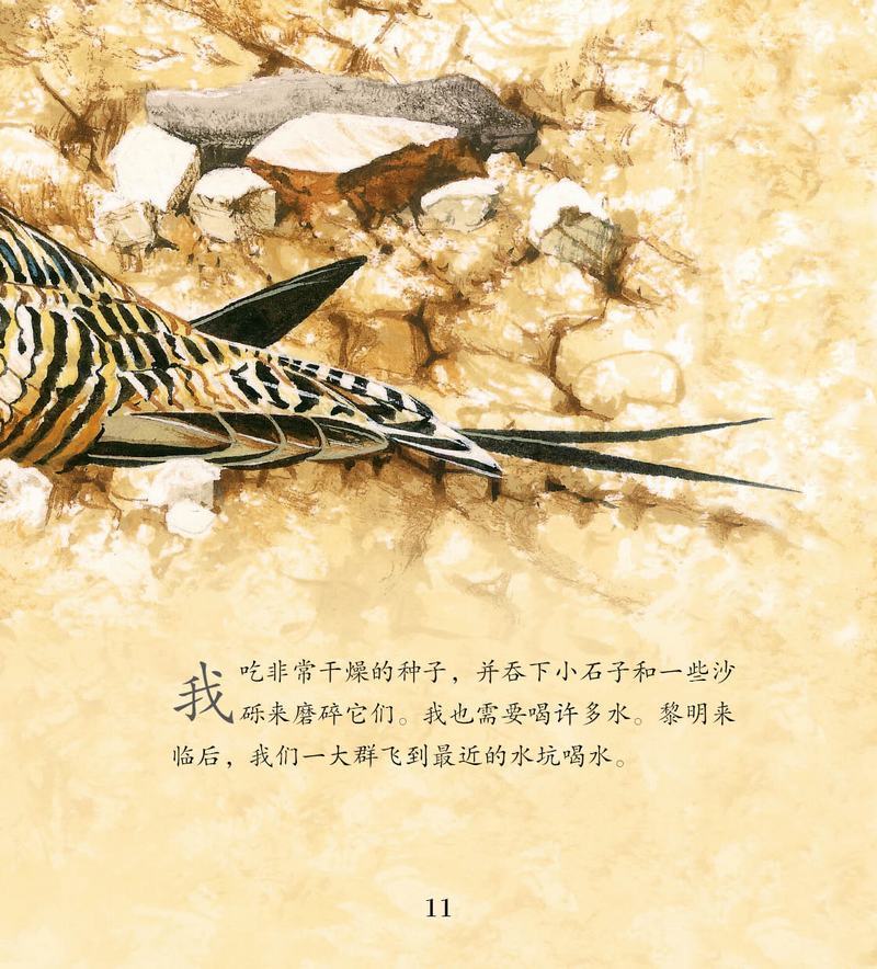 看我们如何生活·沙漠动物