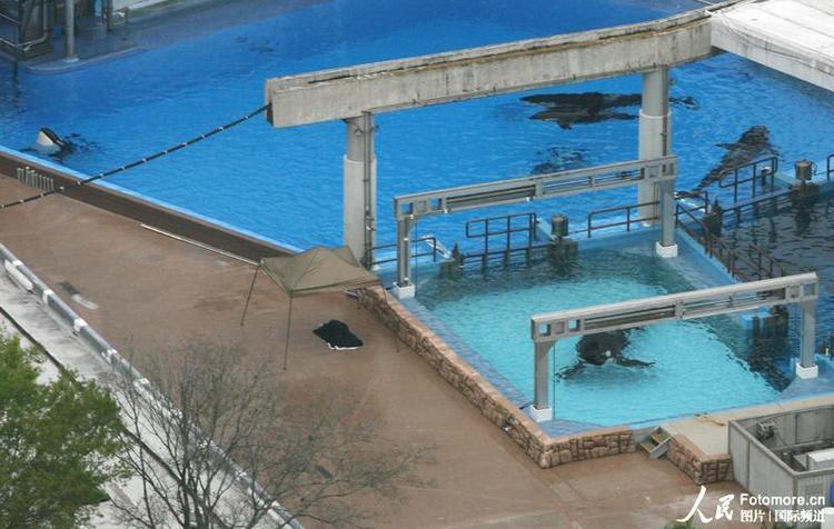 高清图:美公园虎鲸表演时咬住训练师致其溺死