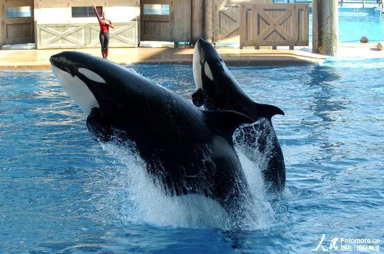 高清图:美公园虎鲸表演时咬住训练师致其溺死