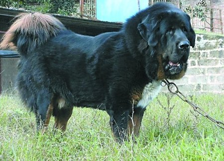 组图:百只藏獒PK 最贵1只抵10辆宝马