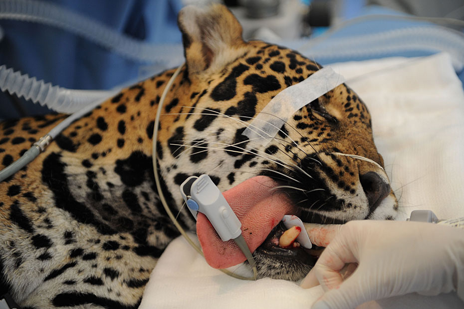 一只雌性美洲虎在接受牙齿手术。图片来源:中国新闻网