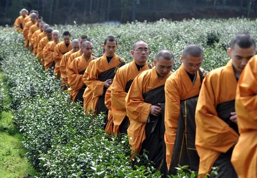 僧人开摘"法净禅茶"通过品茶参禅体悟人生