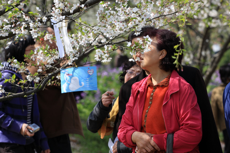 大楚网MISS YOU万人樱园相亲[高清组图2]