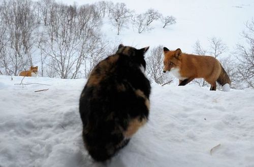 组图:抓拍罕见的猫与狐狸雪地"对决"