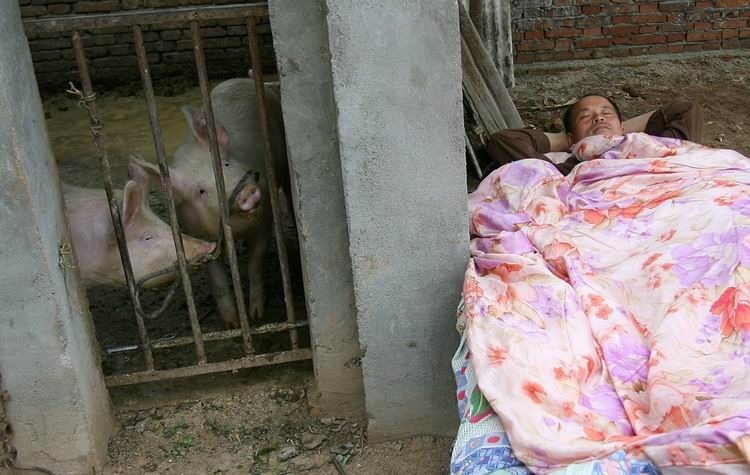 2008年4月,陕西蓝田县杜家坪村,村民夜里睡猪圈防偷猪.翁洹 摄