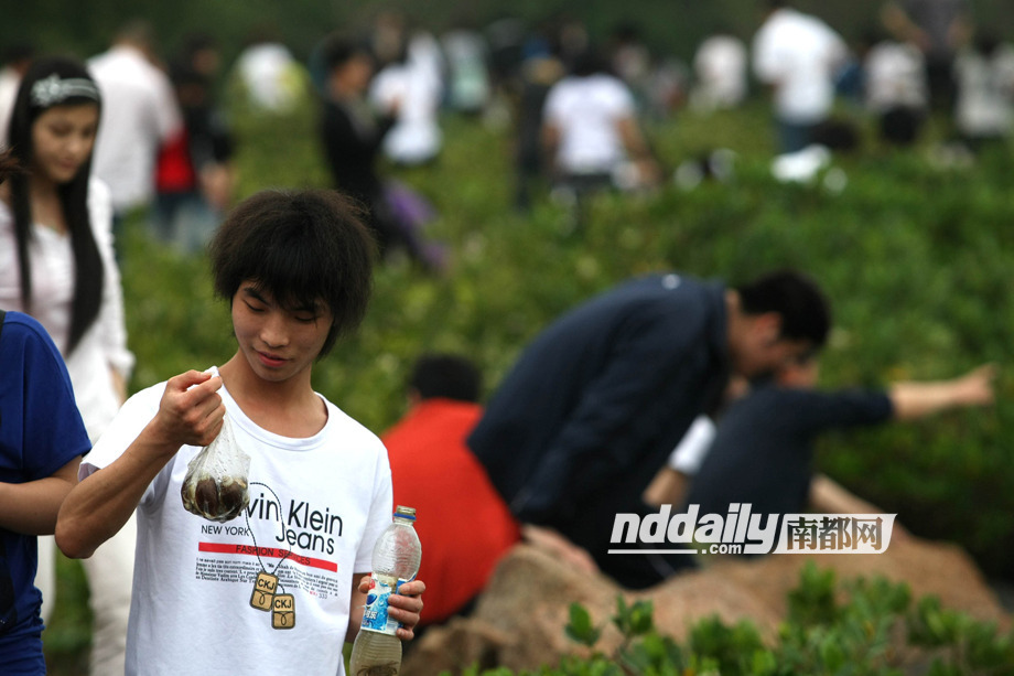 千人闯红树林禁区捕蟹捉鸟