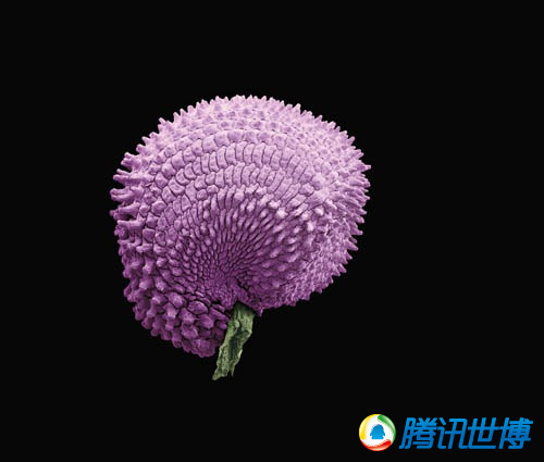 组图:探秘英国馆亚克力杆中神奇的种子生命