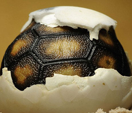 组图:为生命感动+小生命破壳而出的精彩瞬间