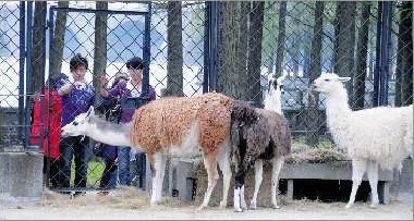 5只 网络神兽 羊驼现身武汉动物园(组图)_武汉