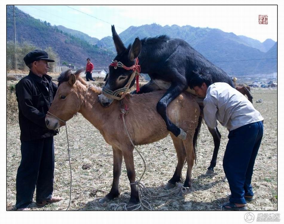 图片故事:旱区的一点乐事_新闻_腾讯网