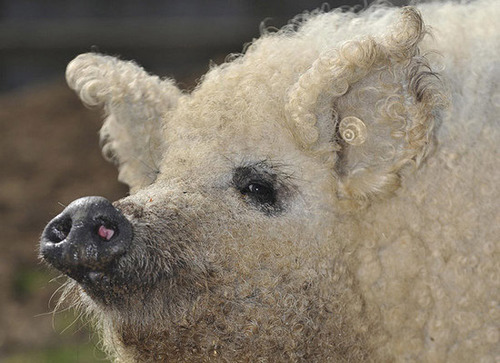 组图:披着羊皮的猪 华丽卷毛猪亮相动物园