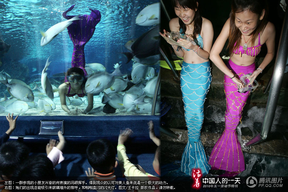 特刊:水族馆的"美人鱼"——艰辛的美丽