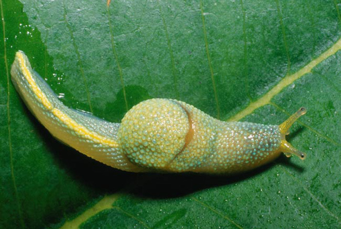 这种绿黄相间的鼻涕虫是在马来西亚沙巴地区海拔1900多米的山区森林中发现的。鼻涕虫用尾巴运动，它的尾巴比头长两倍，而头被4厘米长的身体缠住，看起来就像一只宠物猫。