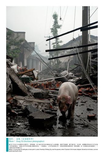 2008年5月17日,四川省北川县城,一只搜救犬与一只失去家园的小流浪犬
