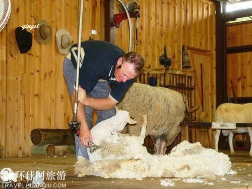组图:趣味无穷的澳大利亚剪羊毛秀