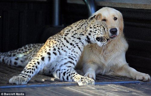 南非金毛猎犬与豹子亲密无间 成为好友(组图)