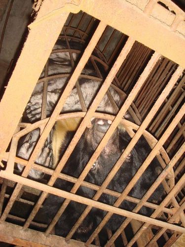 残忍的亚洲养熊业(组图)