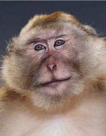 组图:猴子的丰富表情