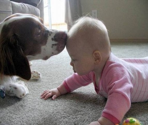 组图:另类宠物小保姆--孩子们的好伙伴