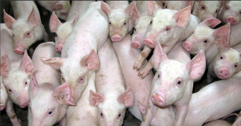 人兽杂交实验遭严格禁止 引发科学界巨大争议