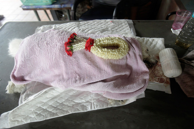 泰国寺庙火化宠物赚钱