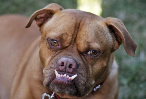 组图:比比谁是世界上最丑的狗?