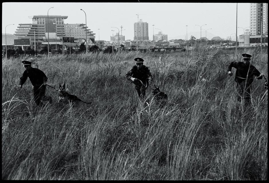 1997年，警方警犬队在福田中心区市民中心的草丛中练兵。
