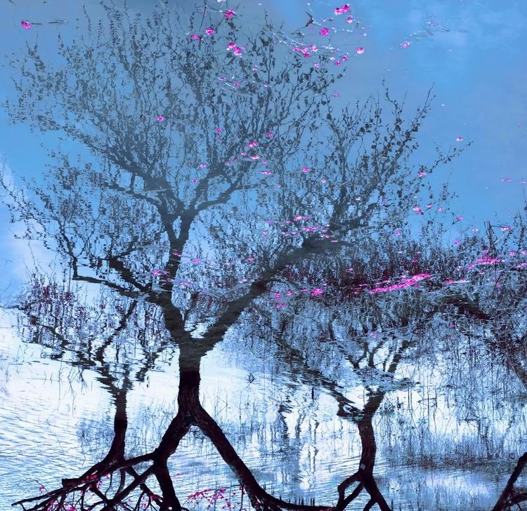 组图:钟山杯国际梅花摄影大展入选作品