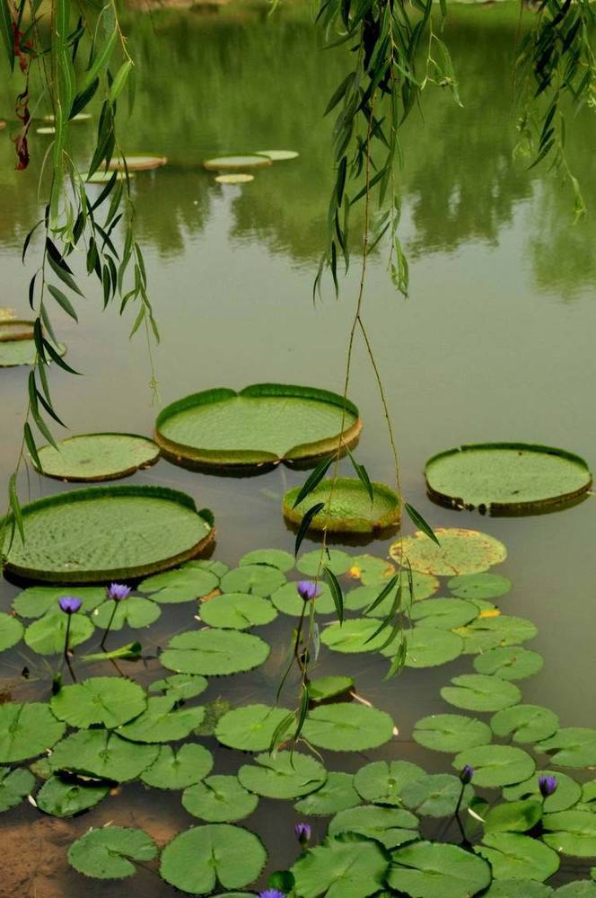 组图:第24届全国荷花展在合肥植物园开幕