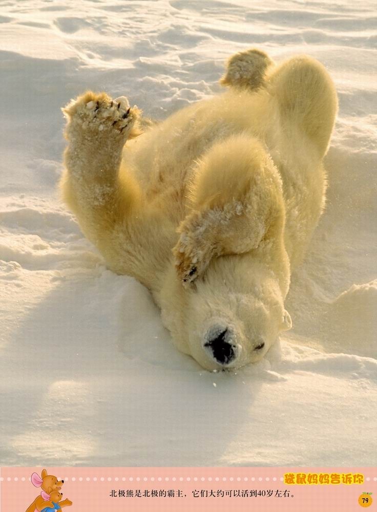 迪士尼小熊维尼·我的第1套百科全书