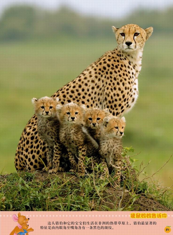 迪士尼小熊维尼·我的第1套百科全书