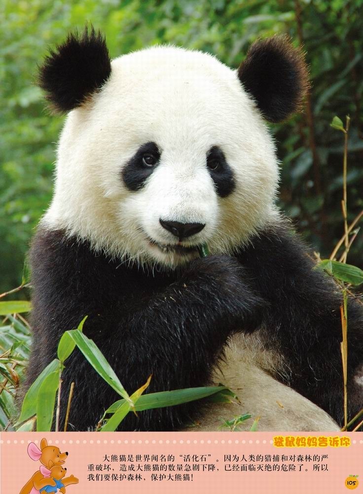 迪士尼小熊维尼·我的第1套百科全书